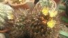 1 Gymnocactus aguirreanus ridot.jpg