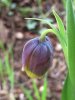 fritillaria uva.JPG