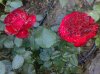 110520101786 Rosa &#11.jpg