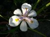 dietes grandiflo&#.jpg