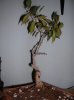 1 - Ficus Retusa &#40.jpg