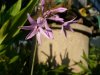 Tulbaghia violace&.jpg