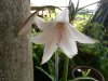 Crinum bulbisper&#10.jpg