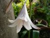 Crinum bulbisper&#10.jpg