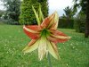 Hippeastrum sona&#11.jpg