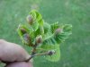 malattia castagno 001.jpg