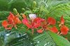 Delonix regia fiori.jpg