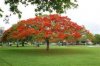 Delonix regia albero.jpg