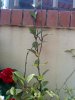 DSC00320.jpg