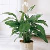 the-ftd-spathiphyllum.jpg