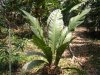 anthurium schlechtendalii.jpg