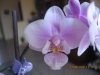 mini phalaenopsis.jpg