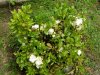 azalea malata 002.jpg