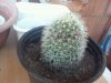 mammilaria.jpg