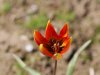 tulipa orph.jpg