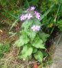 Lunaria annua.jpg