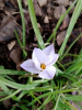 IPHEION UNIFLORUM.png
