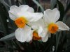 narciso-geranium.jpg