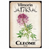 Vilmorin cleome.png