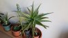 IMG-20180417-WA0003.jpg