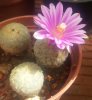 Turbinicarpus valdezianus.jpg