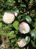 camellia-nuccio's-pearl.jpg