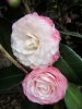 camellia-nuccio's-pearl2.jpg