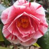 camellia-oki-no-kami.jpg