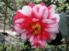 camellia-general-coletti.jpg