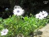 fiori incantevoli.jpg