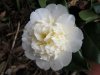 camellia-bianca-nuova.jpg