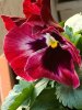 IMG_2633 copia.jpg
