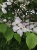 IMG_1049.JPG