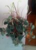 Peperomia intera.jpg