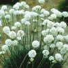 Armeria-maritima-Alba-1extra-big-48-453.jpg