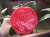 camellia-sconosciuta.jpg