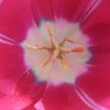 tulipani1.jpg