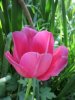 tulipani2.jpg