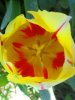 tulipani3.jpg