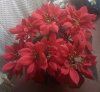 poinsettia 1.jpg