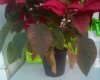 poinsettia 2.jpg