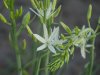 Camassia leichtlinii.jpg