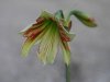 hippeastrum sonatini viridi rascal.jpg