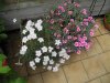 dianthus).jpg