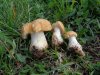 calocybe gambosa - Copia.JPG