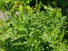 20180518_131008 (800x600).jpg