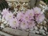 10echinopsis eiryesi(1fiorit 2012-10 fiori).jpg