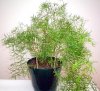 Gardening-asparagus.jpg