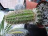 DSC02038.jpg