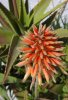 aloe nobiis 2.jpg